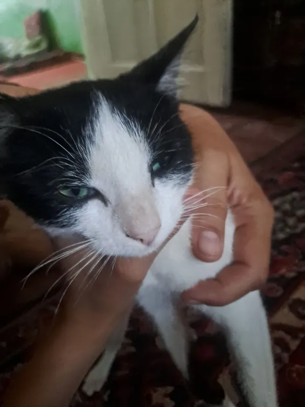 mushuk