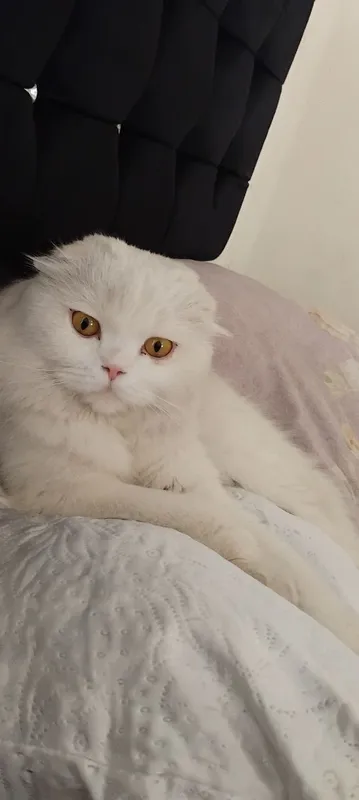 Шатланский вислоухий Кот