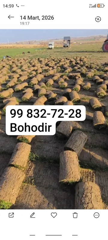 Gazon ekish va palif qilish urugʻ sepish lanshab qilish — фото 2