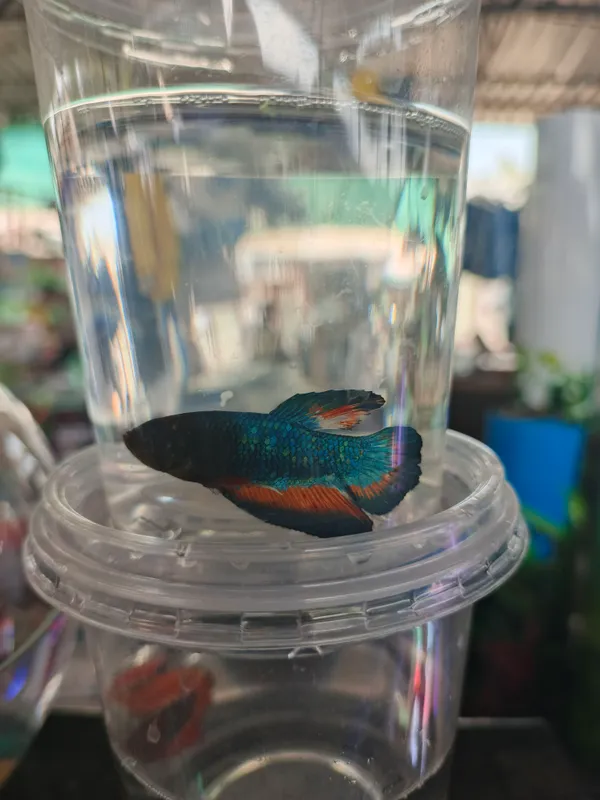 Akvarium baliqlari 5 Akvarium baliqlari 5