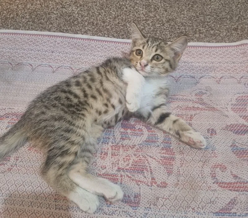 Отдам котят бесплатно 5