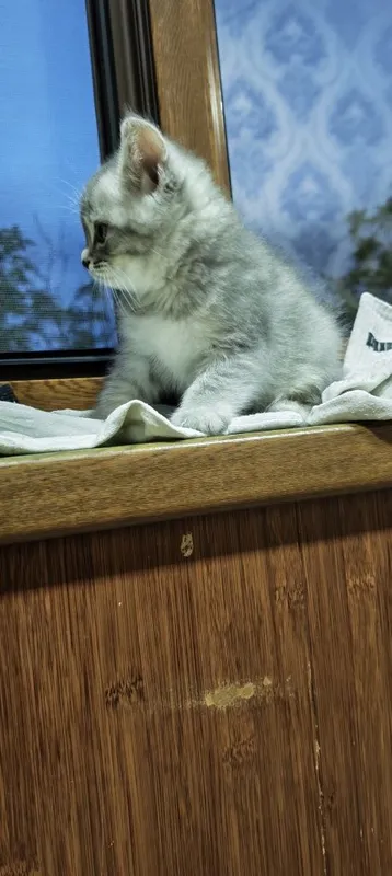 Золотая шиншилла