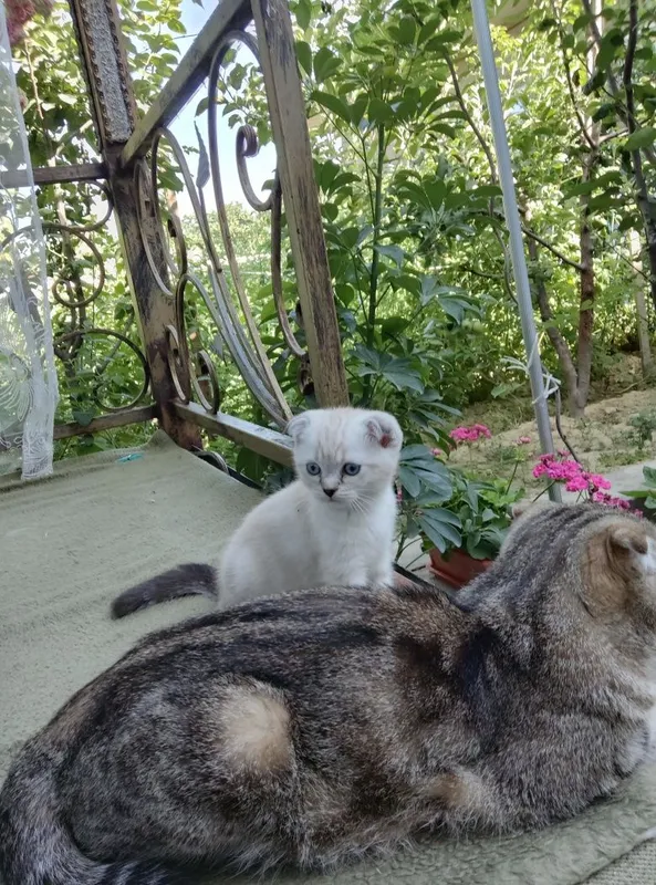 Продаются породистые котята скотиш фолд 2 девочки и 2 мальчика — фото 1