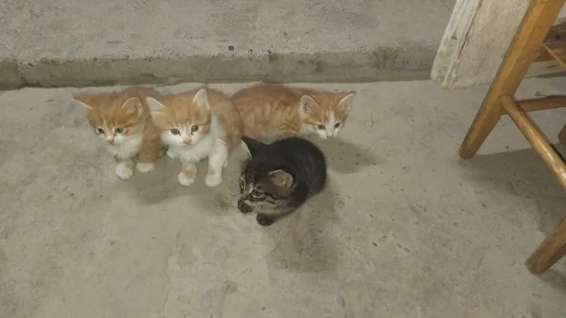 Котята отдадим даром все