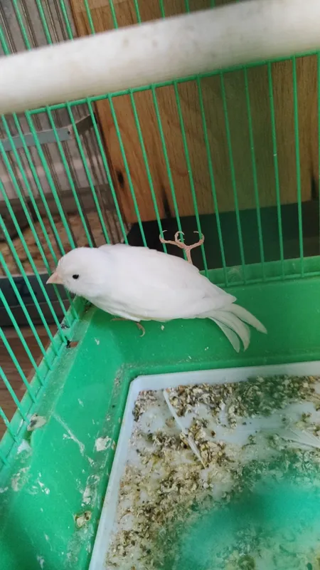 Nar oq toza 400 ga srochnaa Nar oq toza 400 ga srochnaa