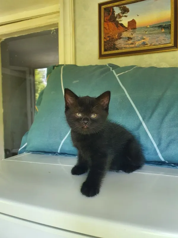 Скотиш страйт мальчик и девочка 4