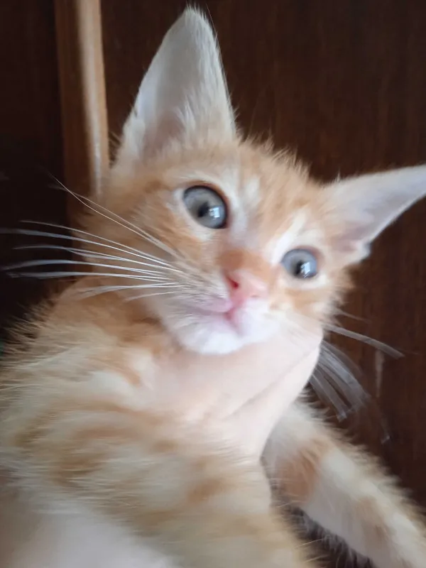 Рыжий котёнок, мальчик, 3 месяца. 2 Рыжий котёнок, мальчик, 3 месяца. 2