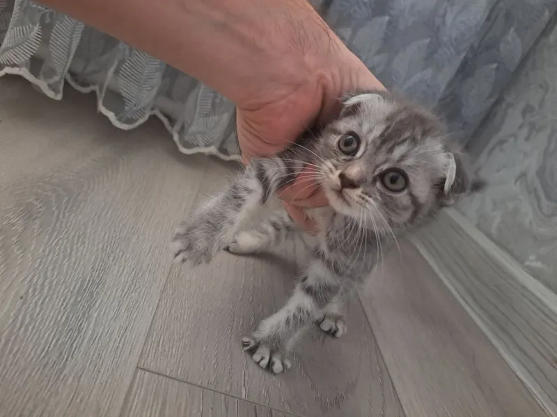 Продам котёнка девочка — фото 2 Продам котёнка девочка — фото 2