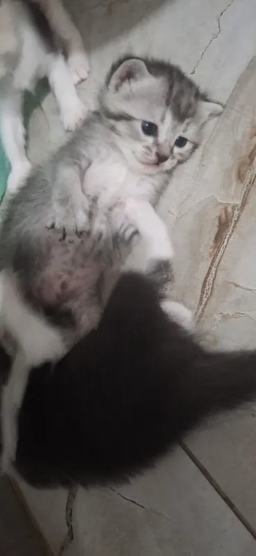 кошка/mushuk 3
