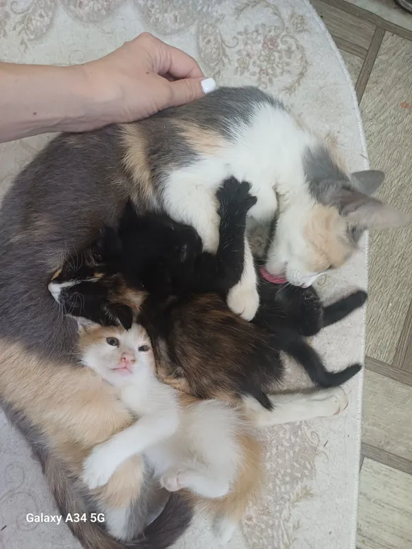 Отдам котят бесплатно
