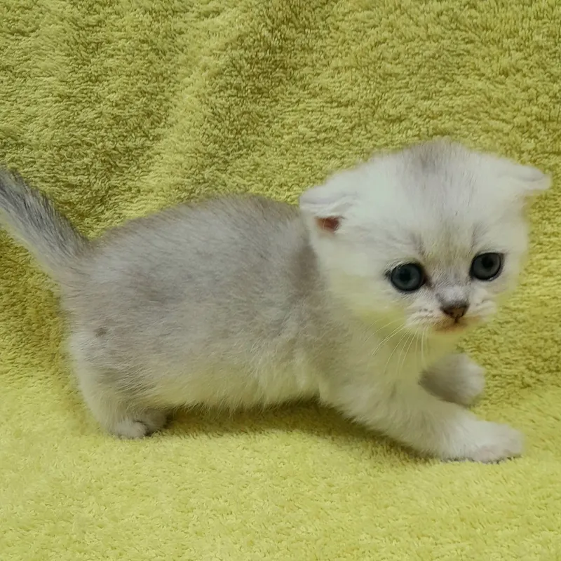 Продаются 4 шикарных котёнка,шиншилла. 4 Продаются 4 шикарных котёнка,шиншилла. 4