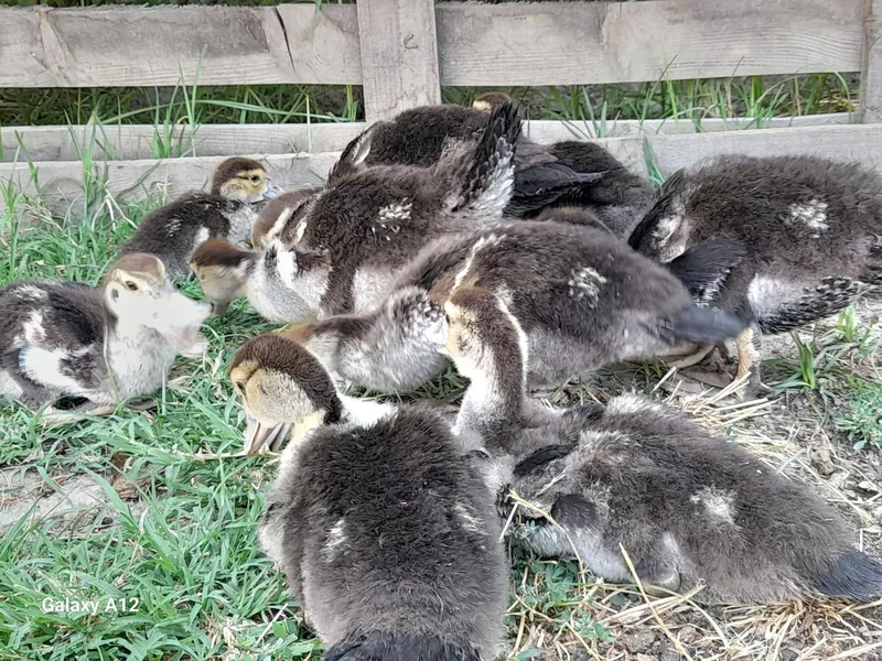 indoutka jo‘jalari sotiladi 10ta srochna sotiladi 2