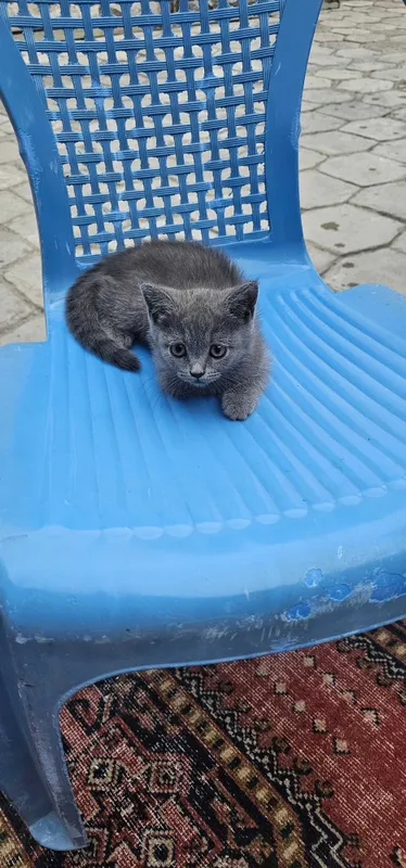 Кошка британская 1 Кошка британская 1