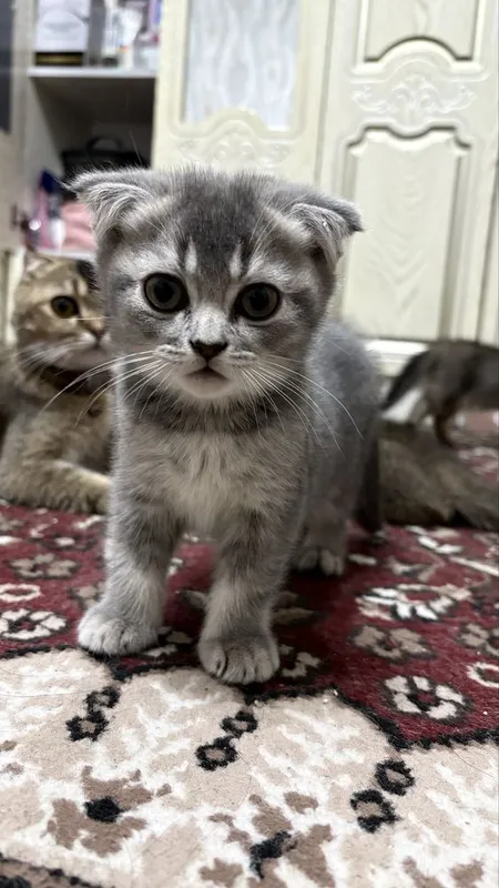 Милая кошка скотщ фолд 2 Милая кошка скотщ фолд 2