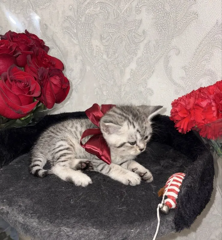 Шиншилла Мальчик, котенок 1,5 мес — фото 4
