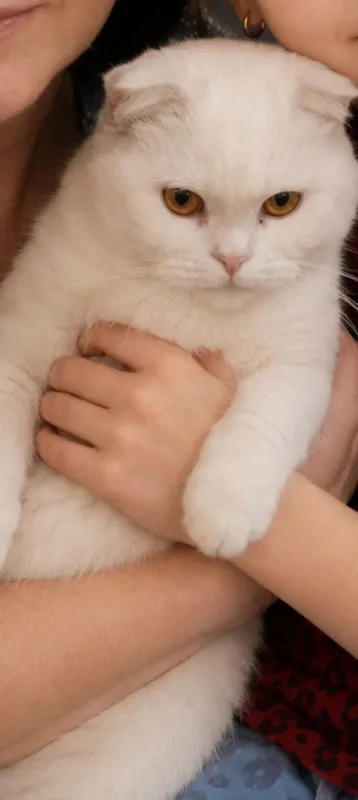 Продаются котята 1 Продаются котята 1