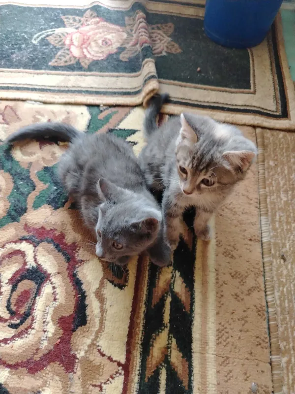 Котят отдам бесплатно 1 Котят отдам бесплатно 1