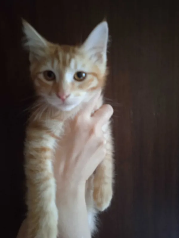 Рыжий котёнок, мальчик, 3 месяца. — фото 6
