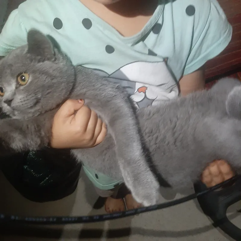 mushuk