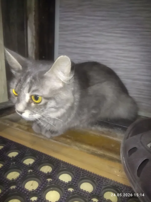 Отдам кошку в хорошие руки