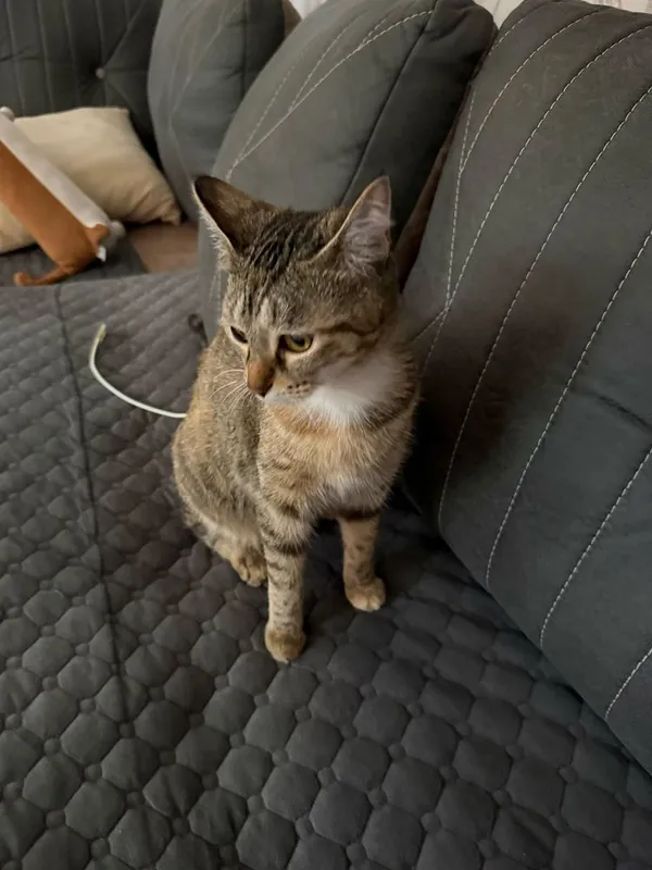 Отдаю в заботливые руки кошечку 1