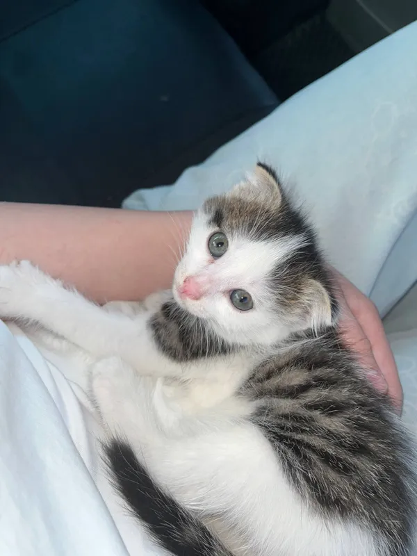 котенок 2,5 месяцев за бесплатно котенок 2,5 месяцев за бесплатно