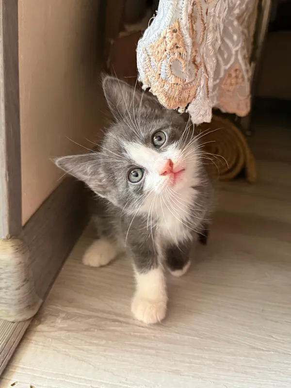 Котята в добрые руки — фото 1