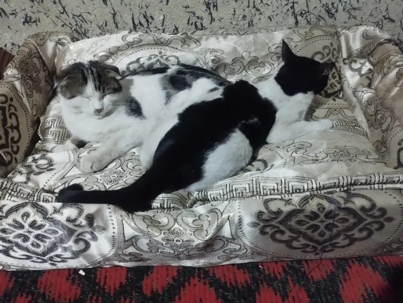 shatlaniskiy mushig judda aqilig quvnoq 3 shatlaniskiy mushig judda aqilig quvnoq 3