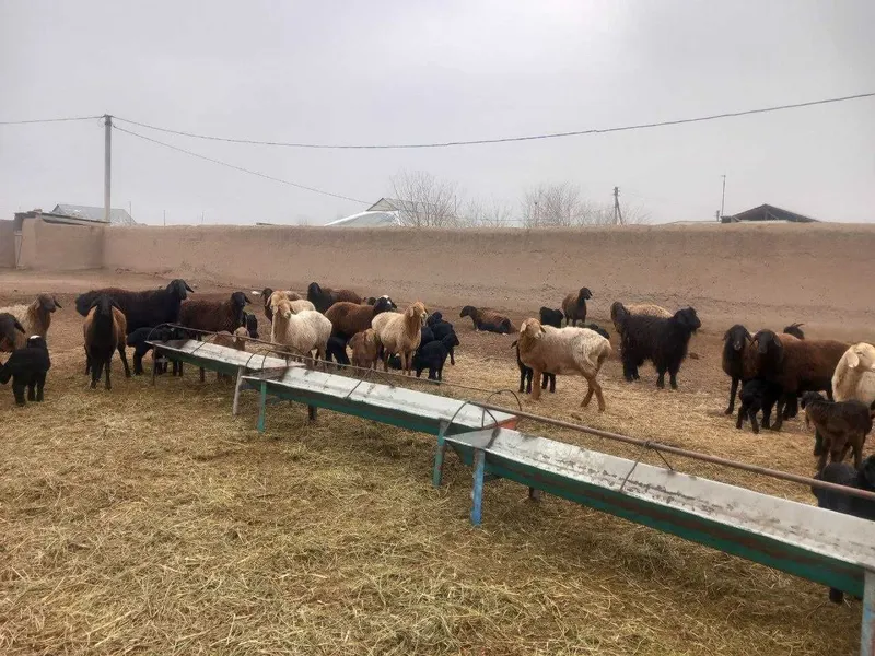 куй ва кузлари соғлом