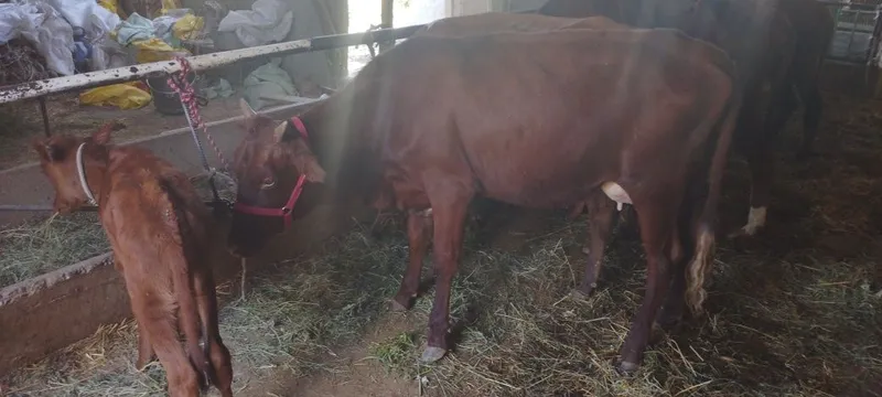 Mollar sotiladi kafolati bilan 5 Mollar sotiladi kafolati bilan 5