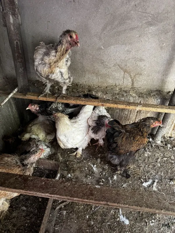 Курочки и петух брама срочно продаются 2 Курочки и петух брама срочно продаются 2