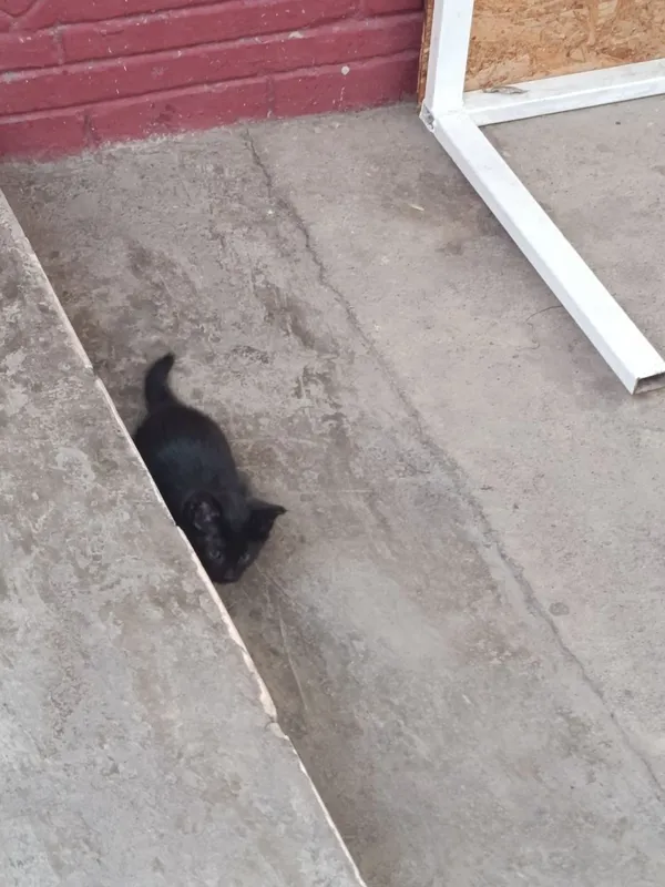 Mushuk bolasi 2 oylik boldi qiz bola