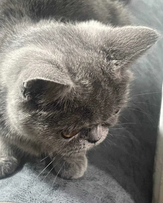 Продаётся породистая кошка, недорого, договоримся — British Shorthair 2 Продаётся породистая кошка, недорого, договоримся — British Shorthair 2