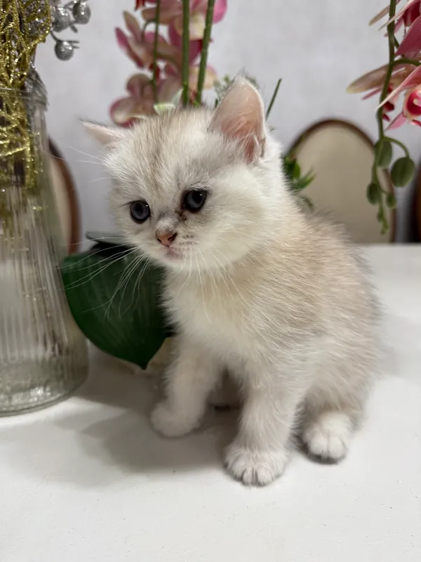 Chinshilla zotli mushukchalar 2