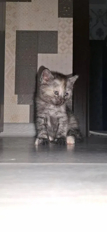 Отдается котёнок Отдается котёнок