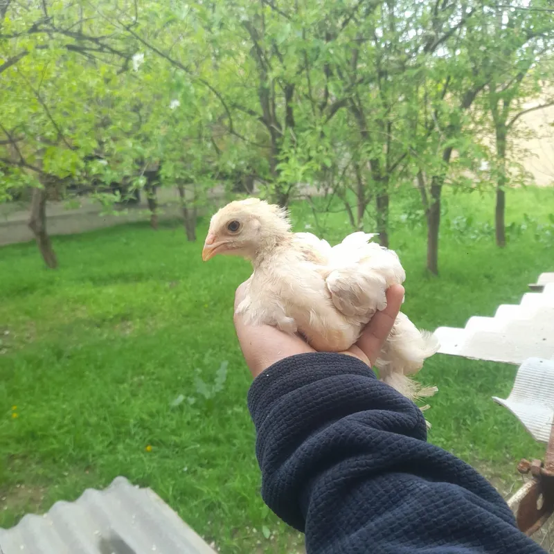Sotiladi brama jujachalar 40ta bor