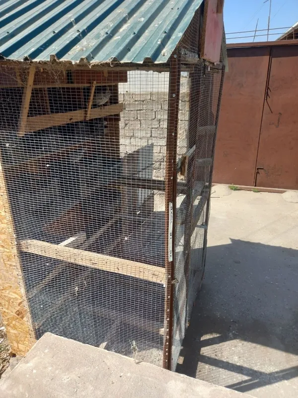 Tovuq katak sotiladi 3 Tovuq katak sotiladi 3