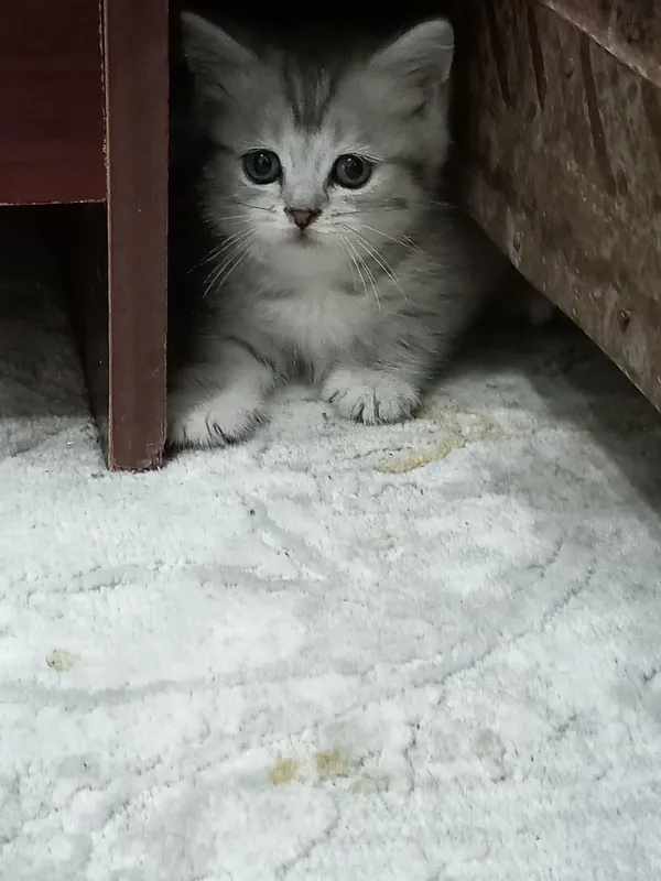 Zotdor Mushukcha , кошка 6 Zotdor Mushukcha , кошка 6