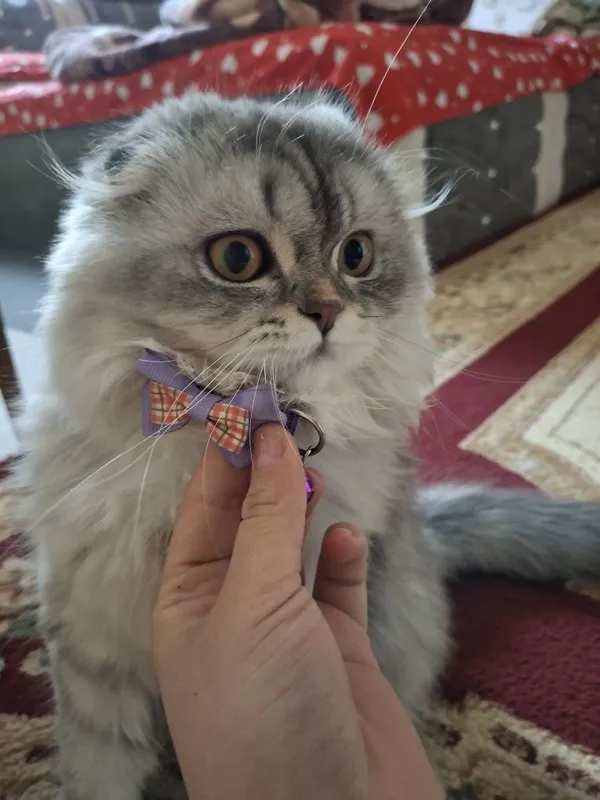 1 yoshi, Zoti:Highland Scottish Fold, Jinsi:ayol, emlash olinggan 5 1 yoshi, Zoti:Highland Scottish Fold, Jinsi:ayol, emlash olinggan 5