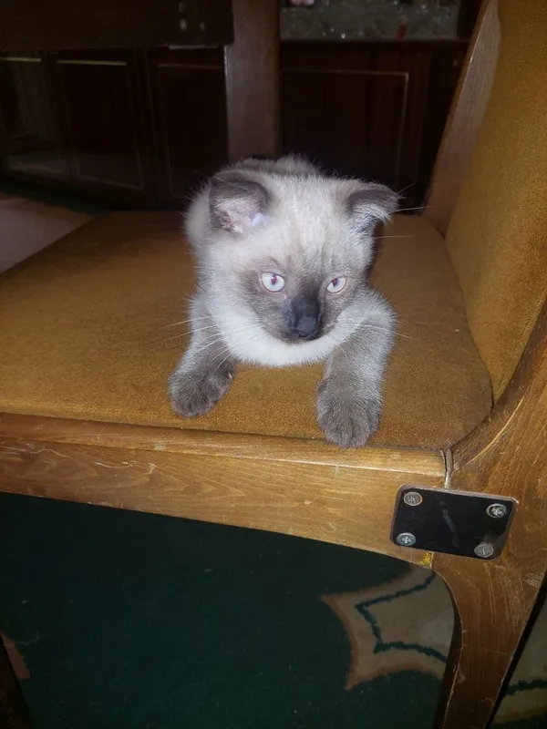 Животные. Котёнок