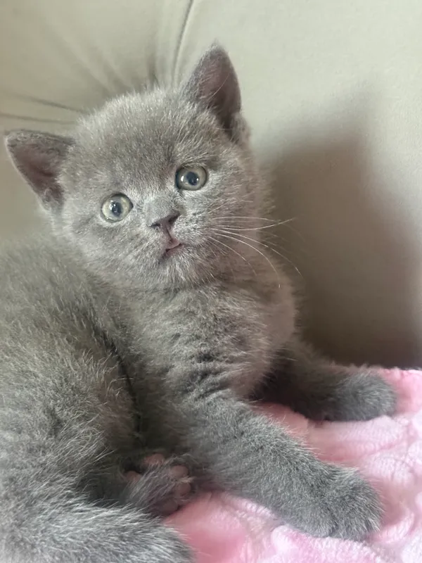 Скоттиш страйт мальчик 3 мес 5