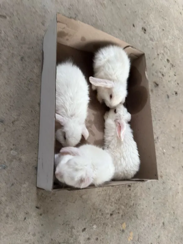 Quyon karlik sotiladi 3 Quyon karlik sotiladi 3