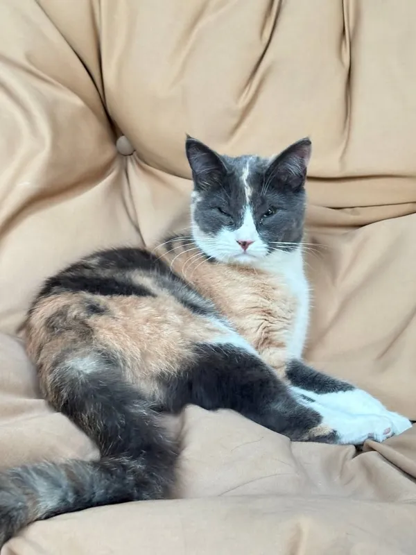 Одаём в добрые руки кошку Одаём в добрые руки кошку