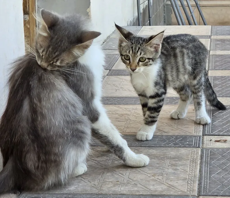7 котят и 1 мама 4