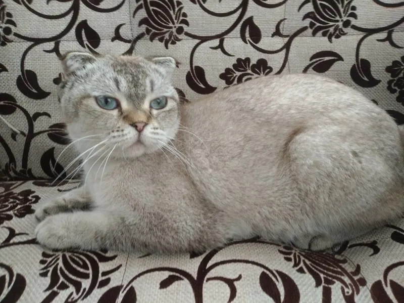 Скоттиш фолд продается 1