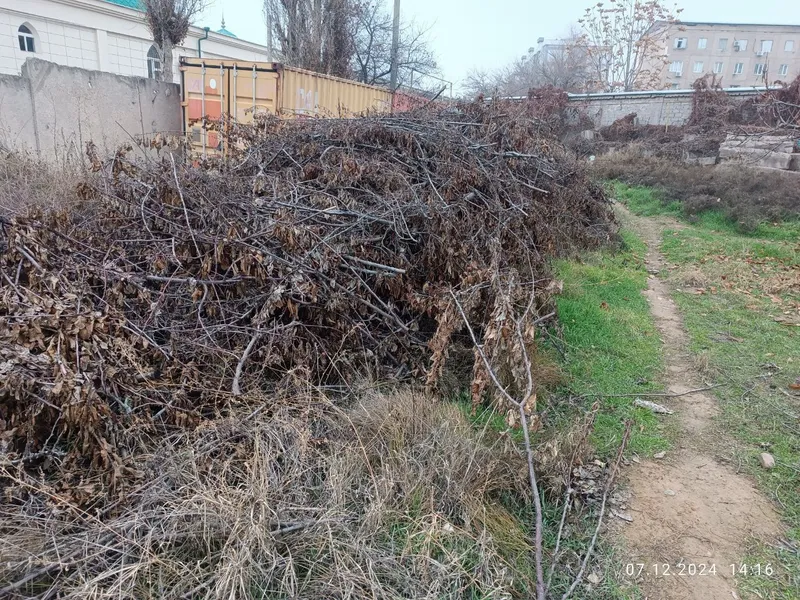 Утин (Дрова, Oʻtin) сотамиз, мевали дарахтларники. — фото 7