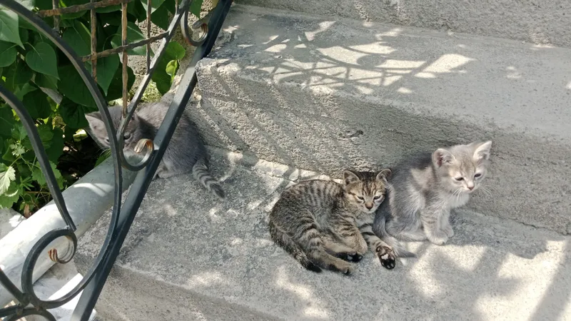 отдам в хорошие руки 3
