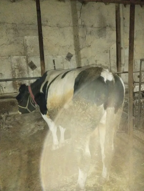 Kota hukiz sotiladi srochna yeb ichishi zur aybi yoʻq narxi oldida kel 1 Kota hukiz sotiladi srochna yeb ichishi zur aybi yoʻq narxi oldida kel 1
