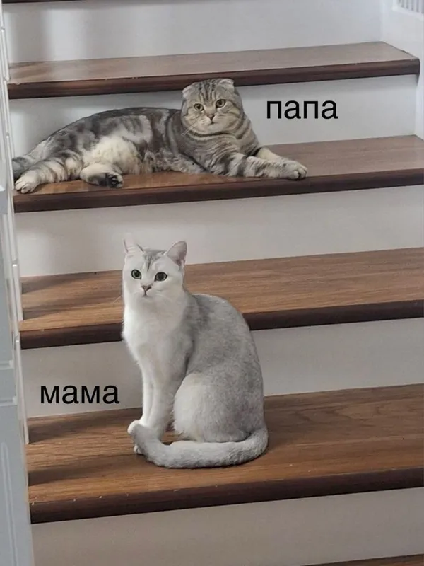 Продаю котят шотландцев 8 Продаю котят шотландцев 8