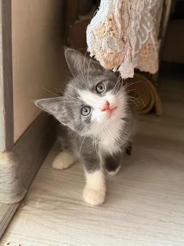 Продаются котята. — фото 1